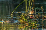 Mallard Ducks 11