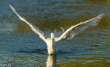 Snowy Egret 25