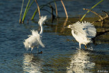 Snowy Egrets 23