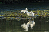 Snowy Egret 22