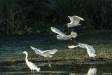 Snowy Egrets  46