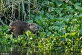 Beaver   25