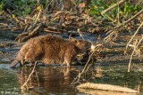 Beaver   11