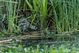 Raccoon 5