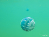 Canonball Jellyfish  1