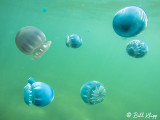 Canonball Jellyfish  2