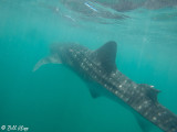 Whale Shark  