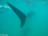 Whale Shark  14