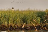 Great Blue Heron 13