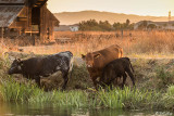 Cows, Kellogue Creek  5