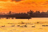 Canada Geese Sunset  2