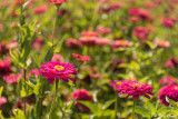 Flowers Sonoma 1