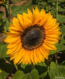 Sunflowers  2