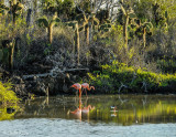 Flamingos & Oyster Catcher, Cerro Dragon