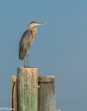 Great Blue Heron 19
