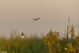 Great Blue Heron 16