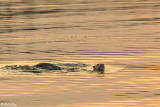 River Otter  10