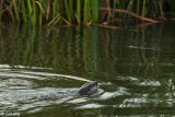 River Otter  12