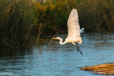 Great Egret 20
