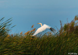 Great Egret  45