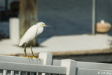 Snowy Egret  47