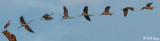 Great Blue Heron -- composite 24