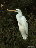 Snowy Egret  49