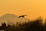 Great Blue Heron Sunset  47