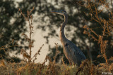 Great Blue Heron  48