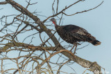 Wild Turkey  4