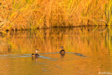 Wood Ducks 5