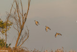 Belted Kingfisher Composite 2