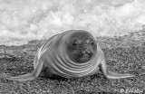 Southern Elephant Seal,  B&W 4a