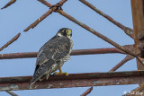 Peregrine Falcon 4