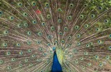 Peacock  1