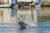 Sea Lion, Beaver Bay 4