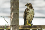 Broad-Winged Hawk with Green Iguana 8