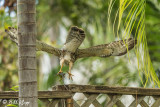 Broad-Winged Hawk with Green Iguana 10