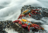 Sally Lightfoot Crabs 14