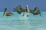 Brown Pelicans, Varadero  3