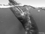 Grey Whale, San Ignacio Lagoon  2