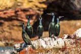 Neo-Tropic & Double Crested Cormorants, Isla ILdefonso 1