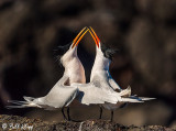 Mating Ritual Elegant Terns 1