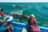 Grey Whale, San Ignacio Lagoon  7