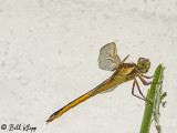 Dragonfly,  Key West Wildlife Center  4