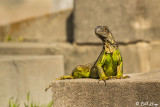 Green Iguana, Key West Cemetery  12