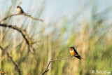 Barn Swallow 1