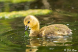 Canada Geese 34