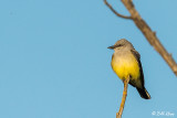 Dusky Flycatcher 1