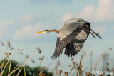 Great Blue Heron  54